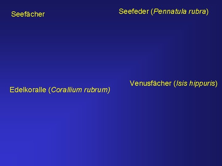 Seefächer Edelkoralle (Corallium rubrum) Seefeder (Pennatula rubra) Venusfächer (Isis hippuris) 