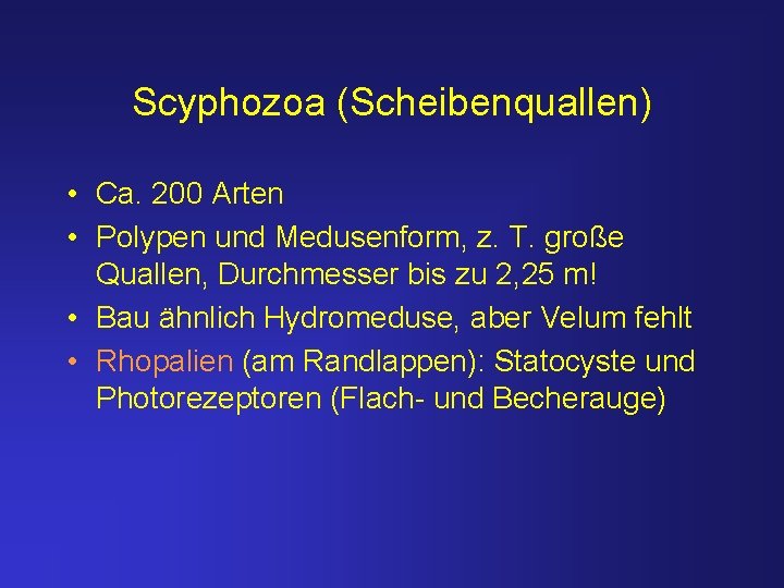 Scyphozoa (Scheibenquallen) • Ca. 200 Arten • Polypen und Medusenform, z. T. große Quallen,