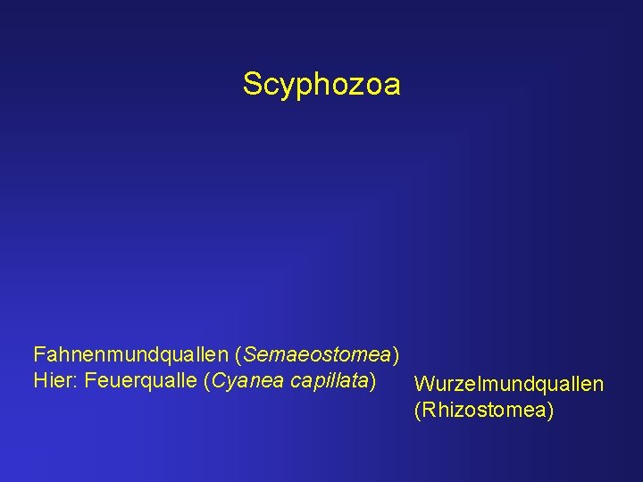 Scyphozoa Fahnenmundquallen (Semaeostomea) Hier: Feuerqualle (Cyanea capillata) Wurzelmundquallen (Rhizostomea) 