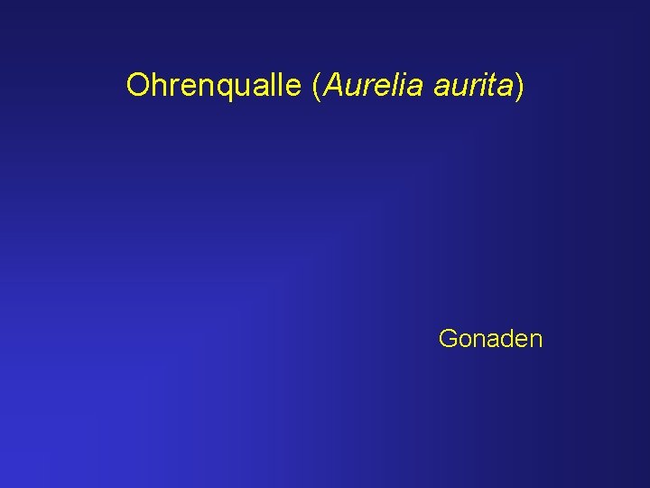 Ohrenqualle (Aurelia aurita) Gonaden 