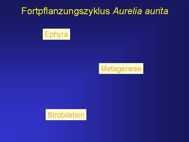 Fortpflanzungszyklus Aurelia aurita Ephyra Metagenese Strobilation 