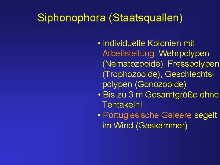 Siphonophora (Staatsquallen) • individuelle Kolonien mit Arbeitsteilung: Wehrpolypen (Nematozooide), Fresspolypen (Trophozooide), Geschlechtspolypen (Gonozooide) •