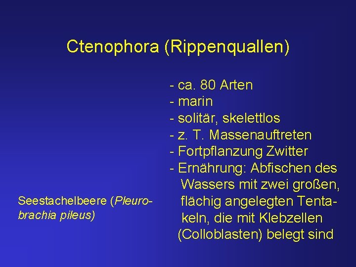 Ctenophora (Rippenquallen) Seestachelbeere (Pleurobrachia pileus) - ca. 80 Arten - marin - solitär, skelettlos