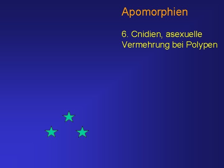 Apomorphien 6. Cnidien, asexuelle Vermehrung bei Polypen 