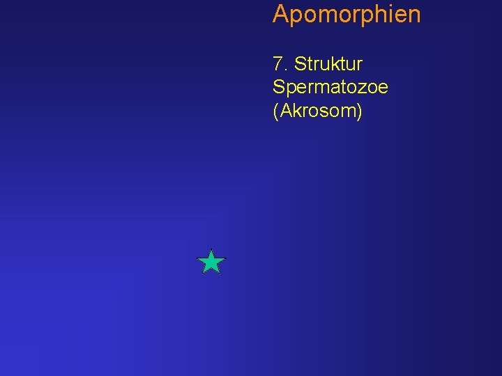 Apomorphien 7. Struktur Spermatozoe (Akrosom) 