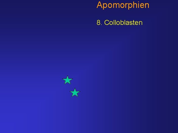 Apomorphien 8. Colloblasten 