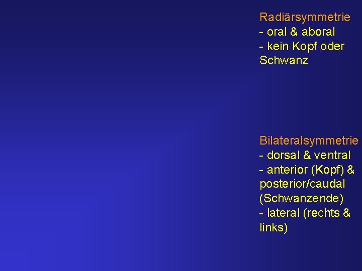 Radiärsymmetrie - oral & aboral - kein Kopf oder Schwanz Bilateralsymmetrie - dorsal &