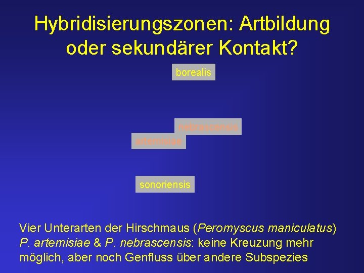 Hybridisierungszonen: Artbildung oder sekundärer Kontakt? borealis nebrascensis artemisiae sonoriensis Vier Unterarten der Hirschmaus (Peromyscus