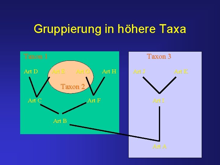 Gruppierung in höhere Taxa Taxon 1 Art D Taxon 3 Art E Art G