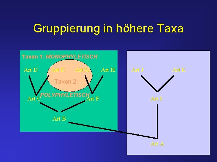 Gruppierung in höhere Taxa Taxon 1: MONOPHYLETISCH Art D Art E Art G Art