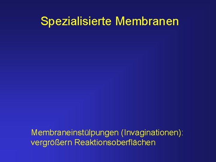 Spezialisierte Membranen Membraneinstülpungen (Invaginationen): vergrößern Reaktionsoberflächen 