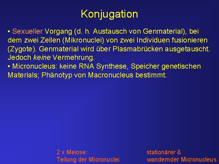 Konjugation • Sexueller Vorgang (d. h. Austausch von Genmaterial), bei dem zwei Zellen (Mikronuclei)