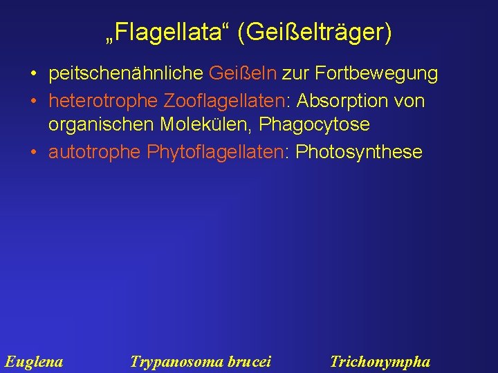 „Flagellata“ (Geißelträger) • peitschenähnliche Geißeln zur Fortbewegung • heterotrophe Zooflagellaten: Absorption von organischen Molekülen,