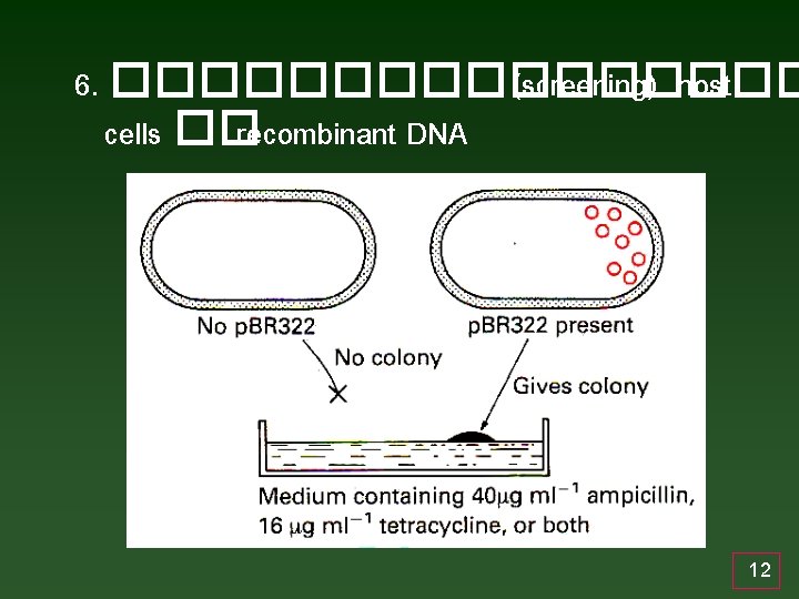 6. �������� (screening) host cells �� recombinant DNA 12 