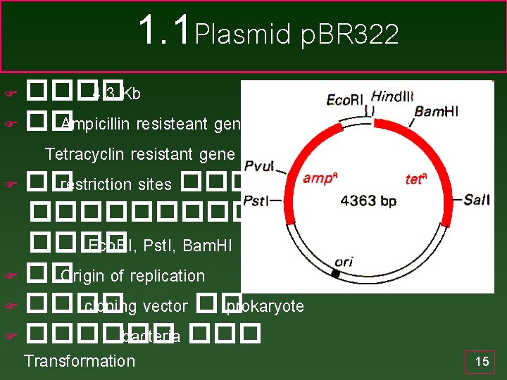 1. 1 Plasmid p. BR 322 ���� 4. 3 Kb F �� Ampicillin resisteant