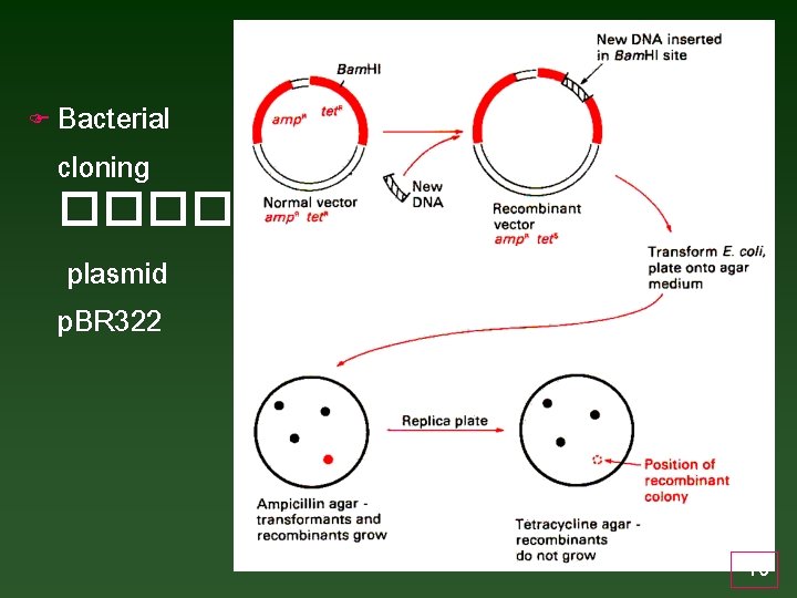 F Bacterial cloning ������ plasmid p. BR 322 16 