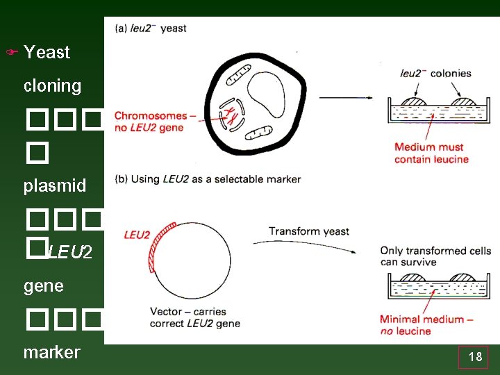 F Yeast cloning ����� � plasmid ���� �LEU 2 gene ���� marker 18 