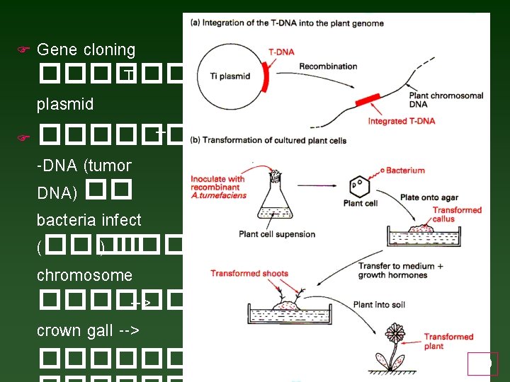 Gene cloning ������ Ti plasmid F ���� T -DNA (tumor DNA) �� bacteria infect
