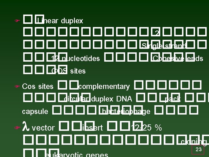 �� Linear duplex ��������� 2 ��������� Single strand ���� 12 nucleotides ���� Cohesive ends