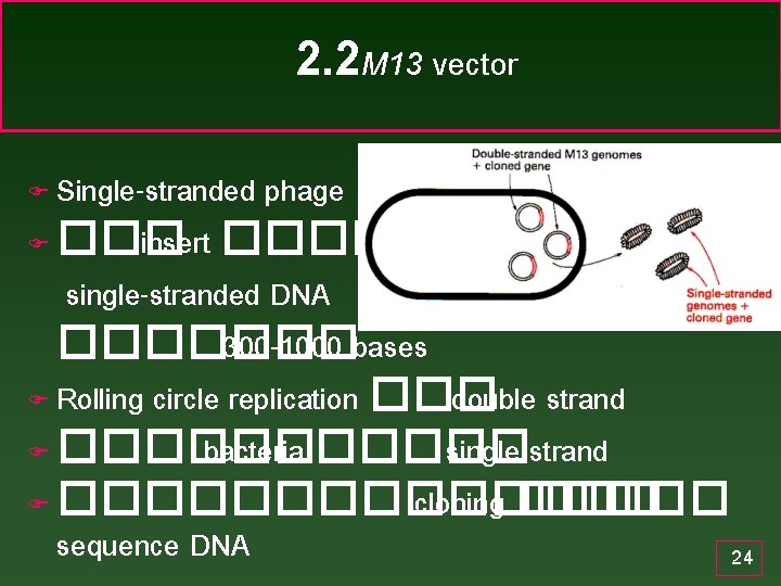 2. 2 M 13 vector Single-stranded phage F ��� insert ������� single-stranded DNA �������