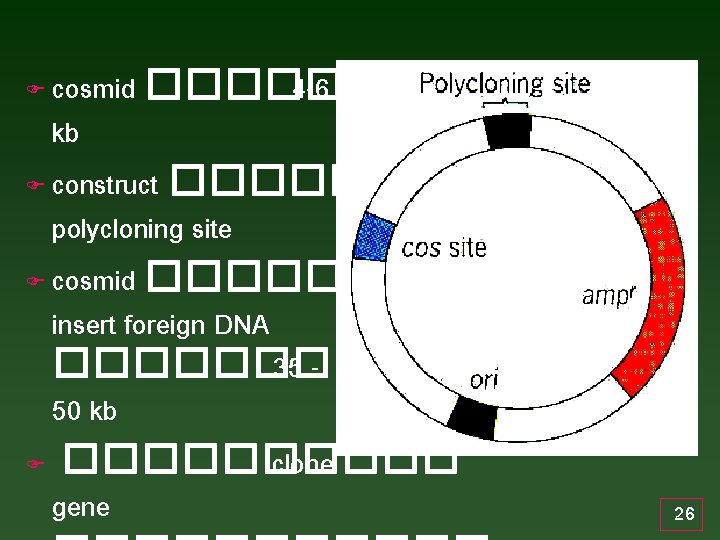 cosmid ������ 4 -6 kb F construct ����� polycloning site F cosmid ����� insert