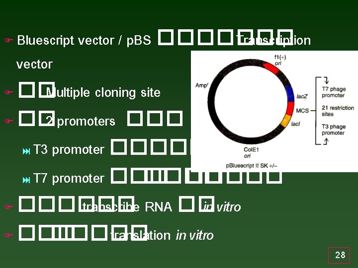 Bluescript vector / p. BS ������� Transcription vector F �� Multiple cloning site F