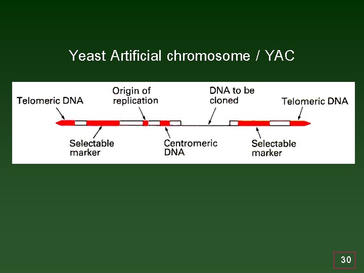 Yeast Artificial chromosome / YAC 30 