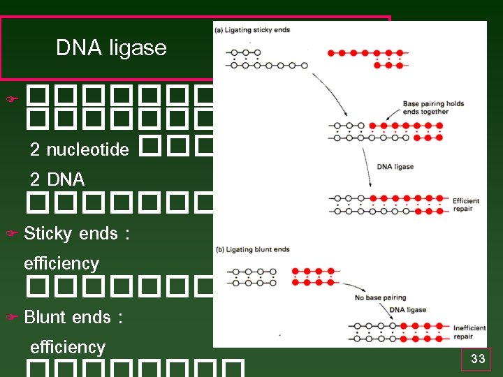 DNA ligase ������� 2 nucleotide ��� 2 DNA ������� F Sticky ends : efficiency