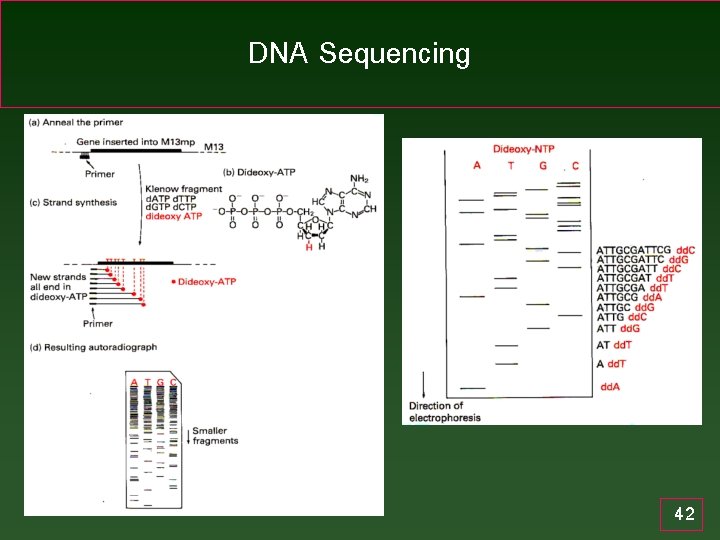 DNA Sequencing 42 