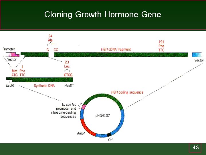 Cloning Growth Hormone Gene 43 