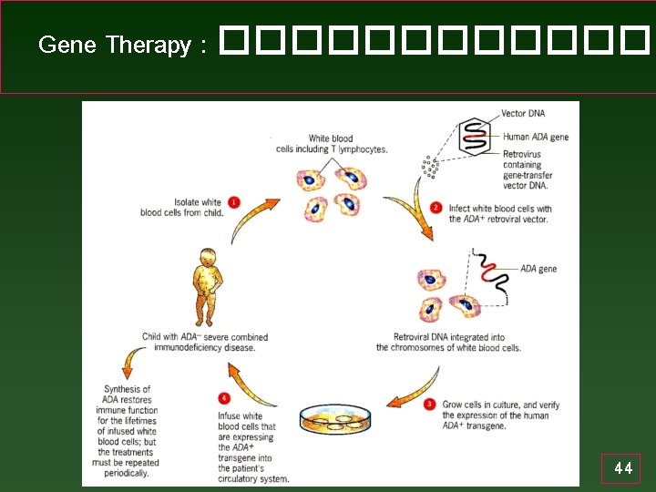 Gene Therapy : ������� 44 