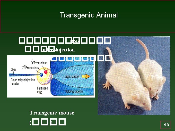Transgenic Animal ������ DNA ���� microinjection ������ Transgenic mouse (���� ) 45 