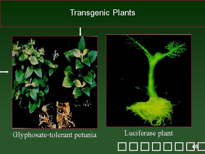 Transgenic Plants Glyphosate-tolerant petunia Luciferase plant 46 ���� 