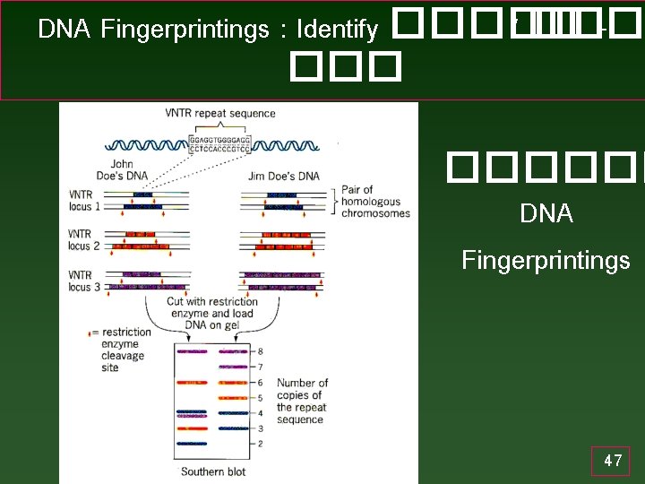 DNA Fingerprintings : Identify ����� / ��� ������ DNA Fingerprintings 47 