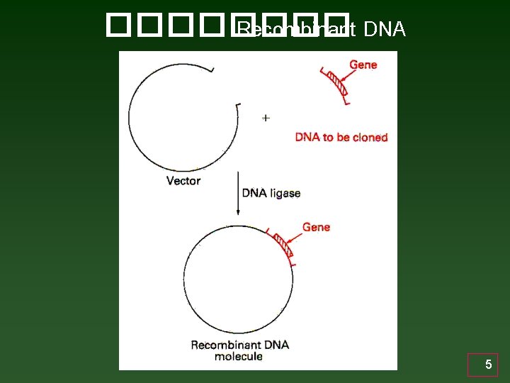 ���� Recombinant DNA 5 