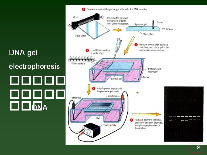 DNA gel electrophoresis ������� ��� DNA 9 