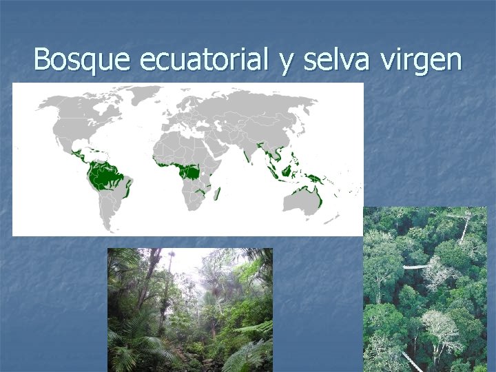 Bosque ecuatorial y selva virgen 