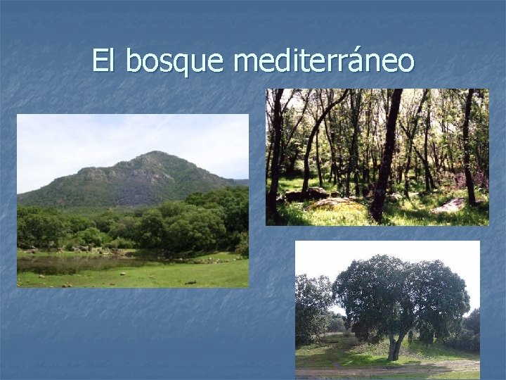 El bosque mediterráneo 