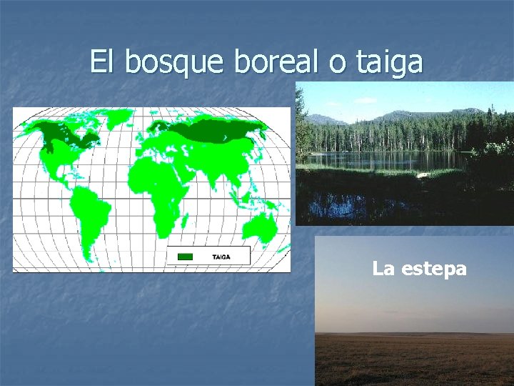 El bosque boreal o taiga La estepa 