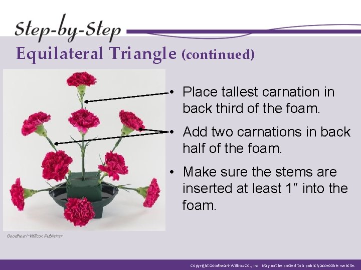 Equilateral Triangle (continued) • Place tallest carnation in back third of the foam. • Equilateral Triangle (continued) • Place tallest carnation in back third of the foam. •