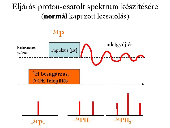 Eljárás proton-csatolt spektrum készítésére (normál kapuzott lecsatolás) 31 P Relaxációs szünet impulzus [ms] adatgyűjtés