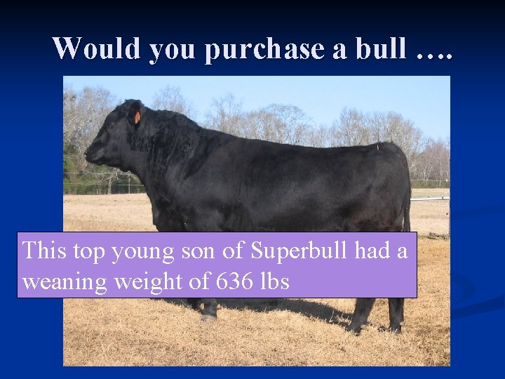 Would you purchase a bull …. This top young son of Superbull had a