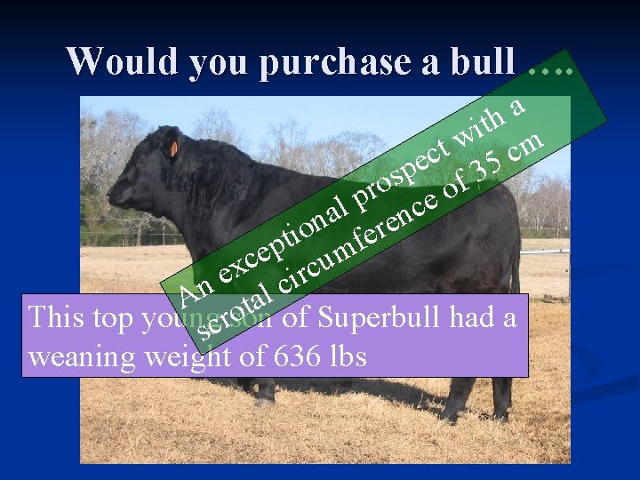 Would you purchase a bull …. a h t i w m t c