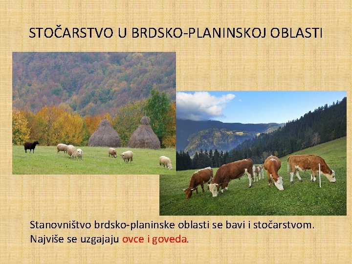 STOČARSTVO U BRDSKO-PLANINSKOJ OBLASTI Stanovništvo brdsko-planinske oblasti se bavi i stočarstvom. Najviše se uzgajaju