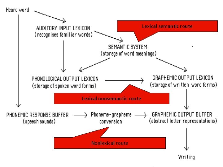 Lexical semantic route Lexical nonsemantic route Nonlexical route 