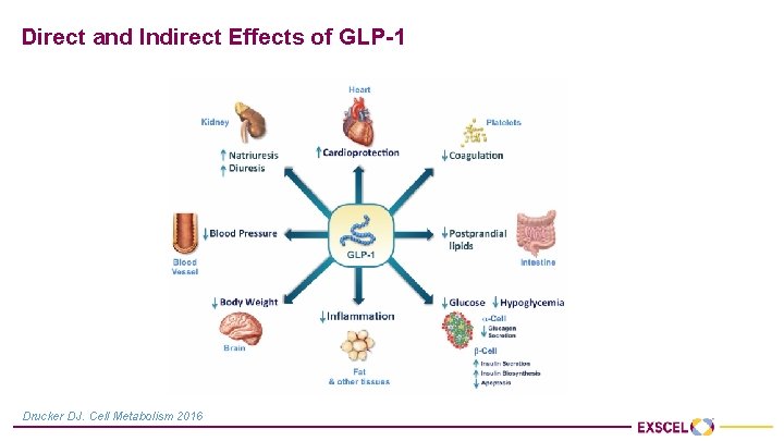 Direct and Indirect Effects of GLP-1 Drucker DJ. Cell Metabolism 2016 