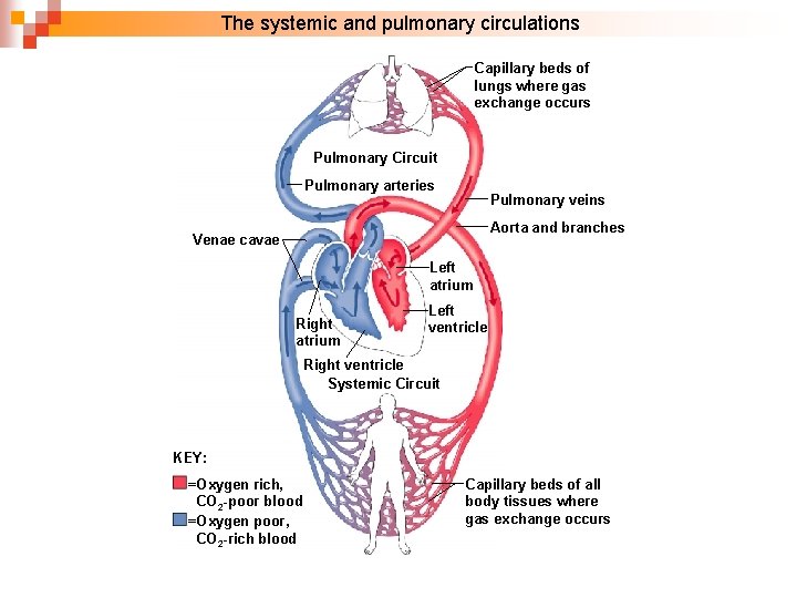  The systemic and pulmonary circulations. Capillary beds of lungs where gas exchange occurs