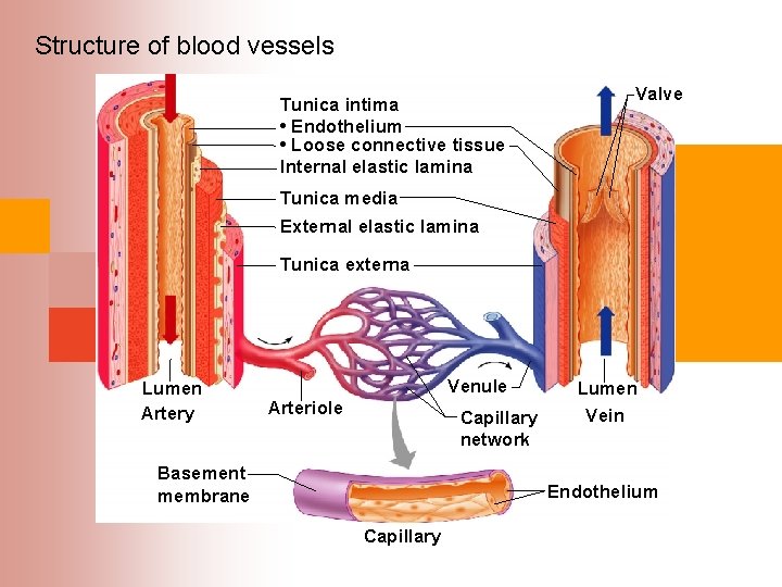  Structure of blood vessels Tunica intima • Endothelium • Loose connective tissue Internal