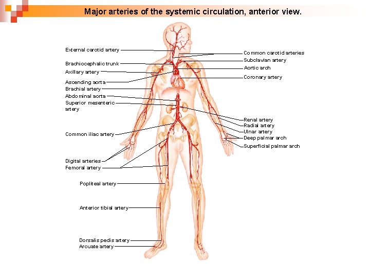  Major arteries of the systemic circulation, anterior view. External carotid artery Brachiocephalic trunk