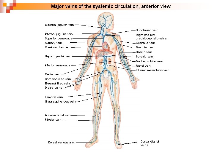 Major veins of the systemic circulation, anterior view. External jugular vein Subclavian vein Internal